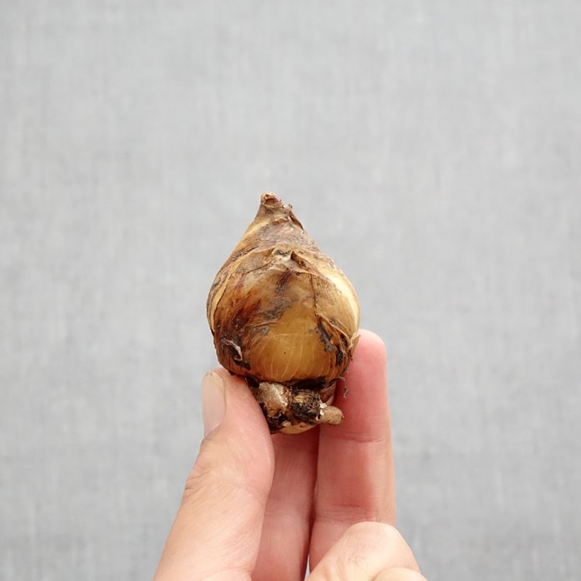 Exemplaar van Iris magnifica alba - Juno-iris Bol kaliber I zoals geleverd in de herfst