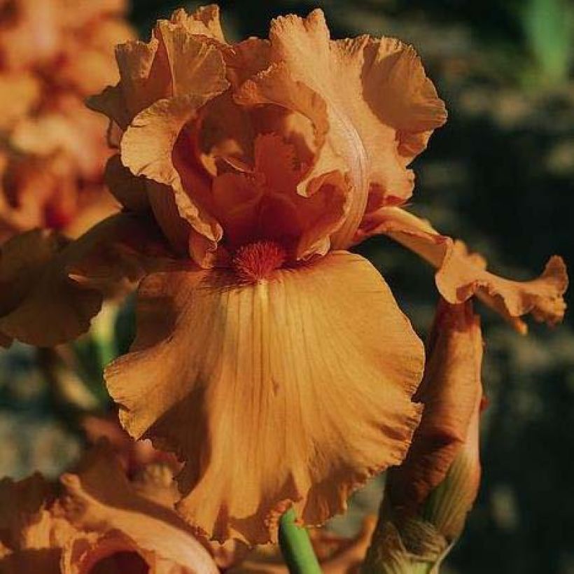 Iris germanica Orange Embers - Baardiris (Bloei)