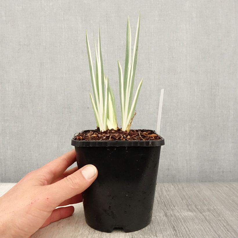 Exemplaar van Iris pallida Variegata - Bonte iris Pot van 1,5 l/2 l zoals geleverd in de lente