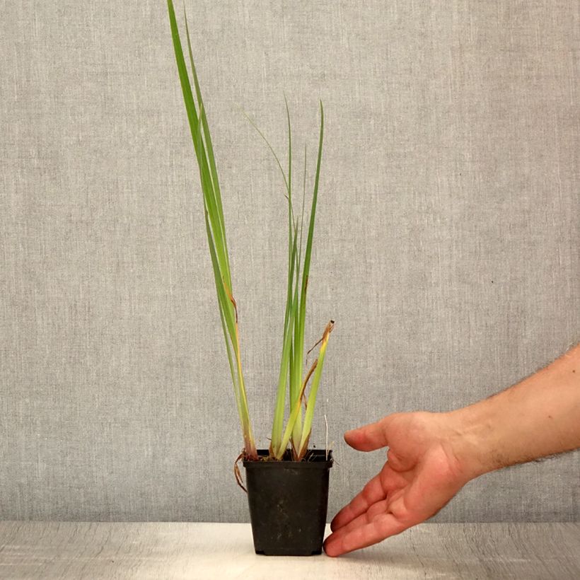 Exemplaar van Iris pseudacorus Creme de la Creme - Gele lis Kweekpotje van 8/9 cm zoals geleverd in de zomer
