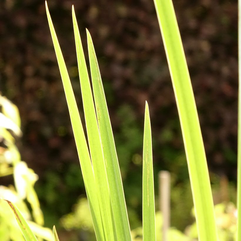 Iris pseudacorus Creme de la Creme - Gele lis (Blad)