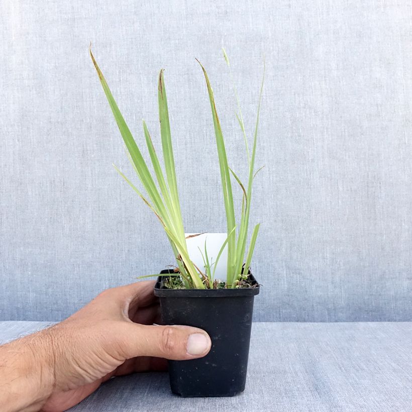 Exemplaar van Iris pseudacorus Plena - Gele lis Kweekpotje van 8/9 cm zoals geleverd in de zomer