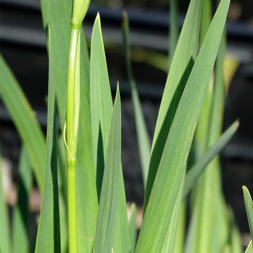 Iris pseudacorus Plena - Gele lis (Blad)