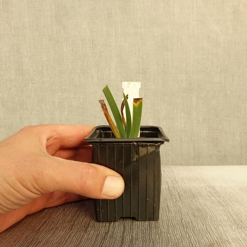 Exemplaar van Iris pumila Azurea - dwergbaardiris Kweekpotje van 8/9 cm zoals geleverd in de herfst