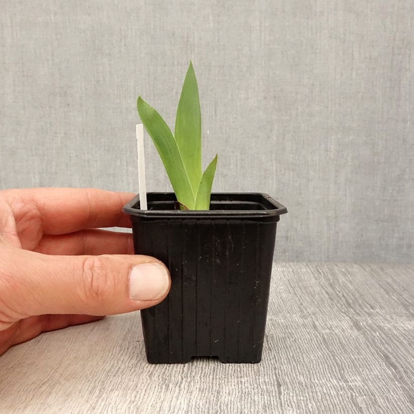 Exemplaar van Iris pumila Azurea - dwergbaardiris Kweekpotje van 8/9 cm zoals geleverd in de lente