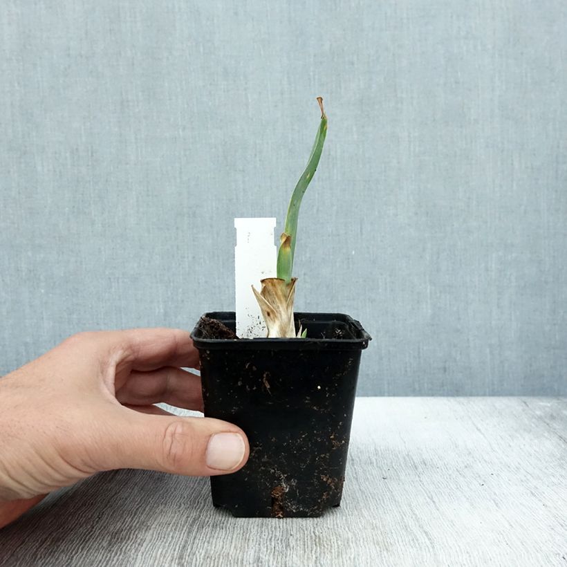 Exemplaar van Iris pumila Brannigan - Dwergbaardiris Kweekpotje van 8/9 cm zoals geleverd in de herfst