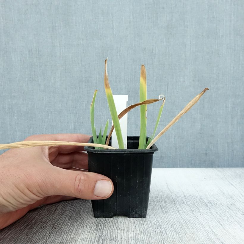 Exemplaar van Iris pumila Crispy - Iris des Jardins nain ou miniature Godet de 8/9 cm zoals geleverd in de herfst
