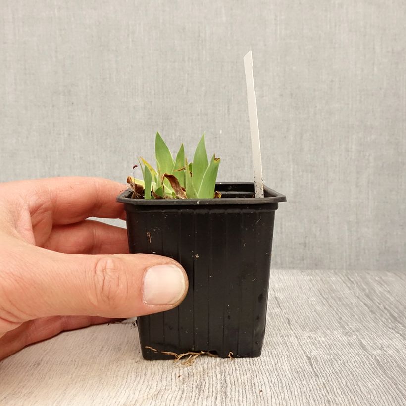 Exemplaar van Iris pumila - Dwergbaardiris Kweekpotje van 8/9 cm zoals geleverd in de lente