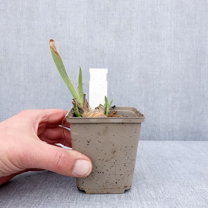 Example of Iris pumila Green Spot - Iris nain des jardins Kweekpotje van 8/9 cm as you get in hiver