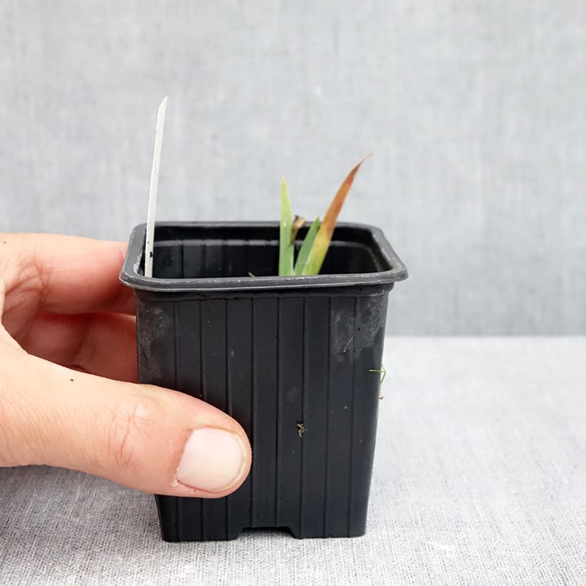Exemplaar van Iris pumila geel - Dwergbaardiris Kweekpotje van 8/9 cm zoals geleverd in de herfst