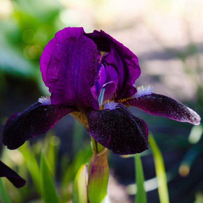 Iris pumila Jewel Baby - Dwergbaardiris (Flowering)