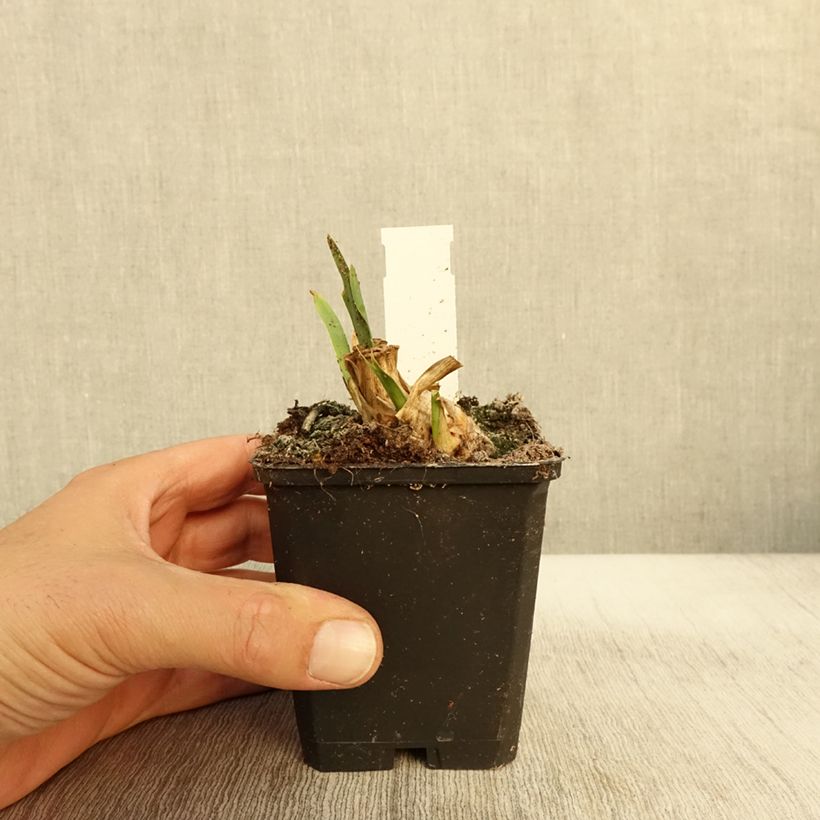 Exemplaar van Iris pumila Jewel Baby - Dwergbaardiris Kweekpotje van 8/9 cm zoals geleverd in de herfst