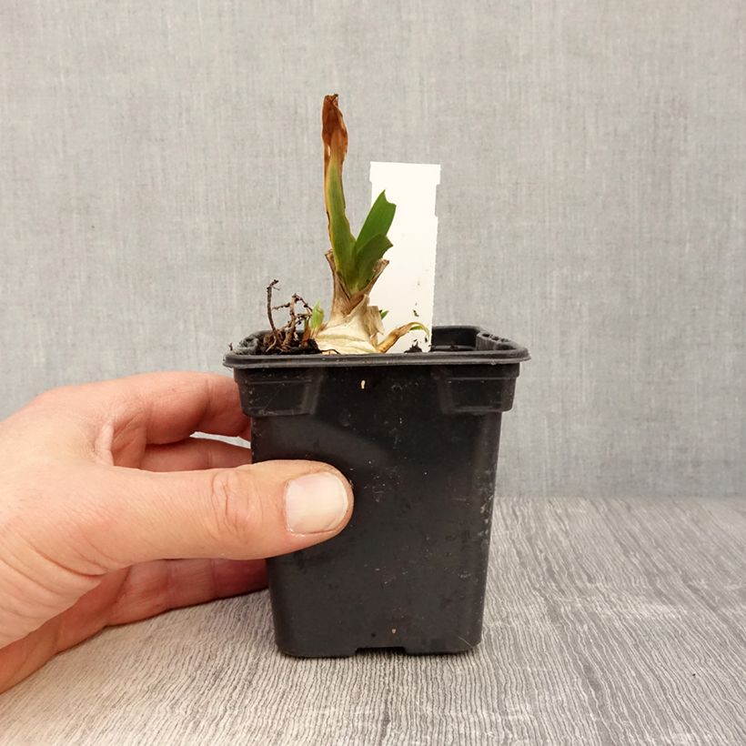 Exemplaar van Iris pumila Jewel Baby - Dwergbaardiris Kweekpotje van 8/9 cm zoals geleverd in de lente