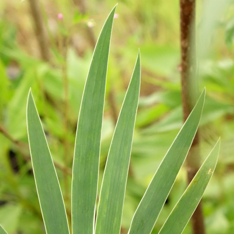 Iris pumila Wee Harry - Dwergbaardiris (Blad)