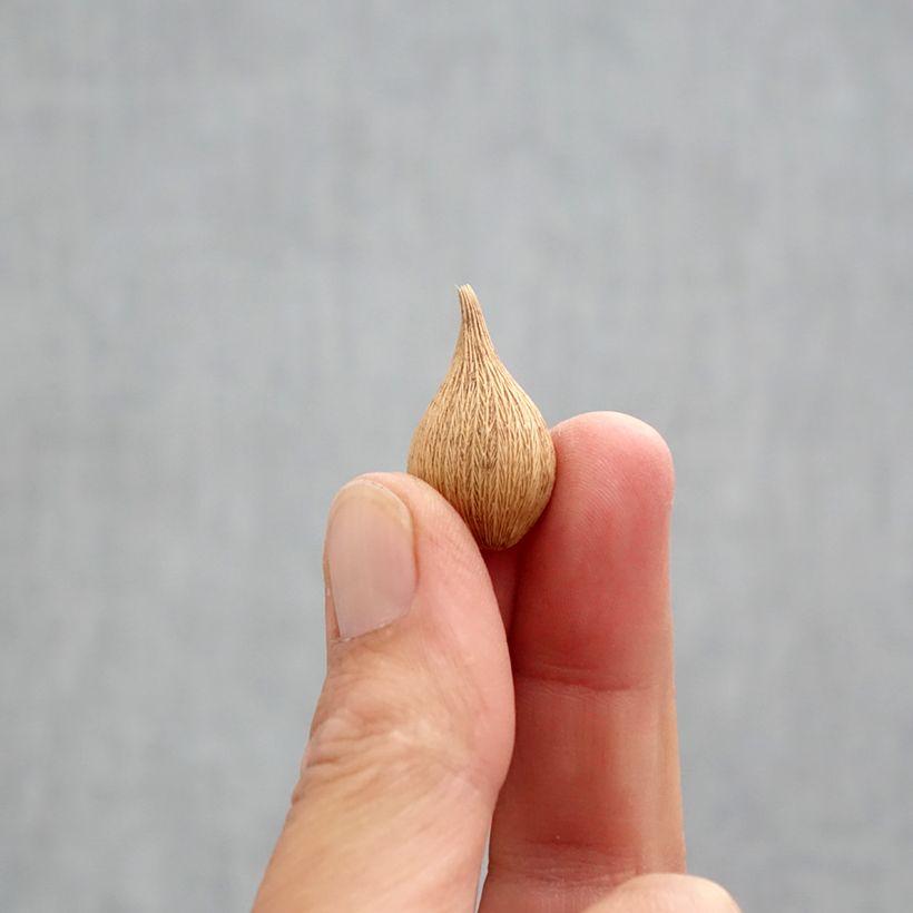 Exemplaar van Iris reticulata Blue Planet - Netiris Bol kaliber 5+ zoals geleverd in de herfst