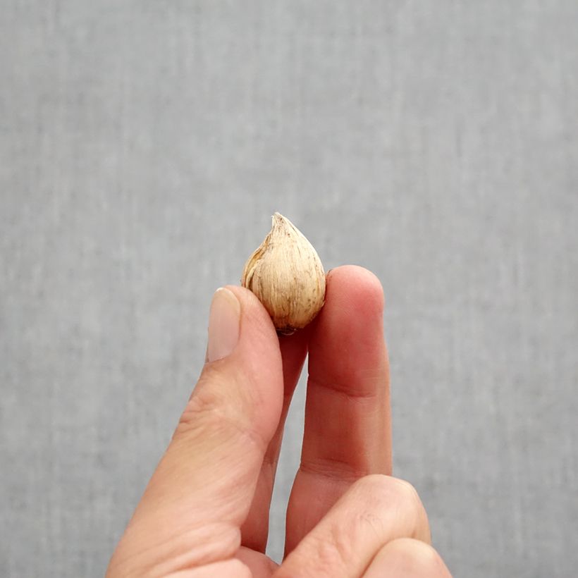 Exemplaar van Iris reticulata Cantab - Netiris Bol kaliber 5+ zoals geleverd in de herfst