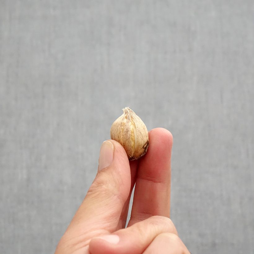 Exemplaar van Iris reticulata Clairette - Netiris Bol kaliber 5+ zoals geleverd in de herfst