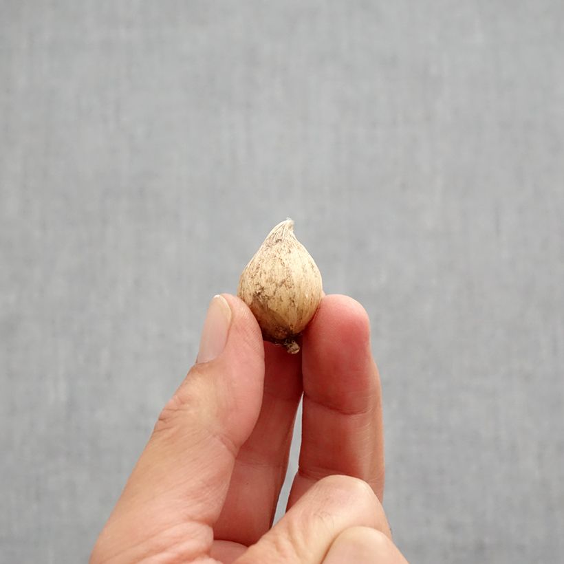 Exemplaar van Iris reticulata Danfordiae - Netiris Bol kaliber 5+ zoals geleverd in de herfst