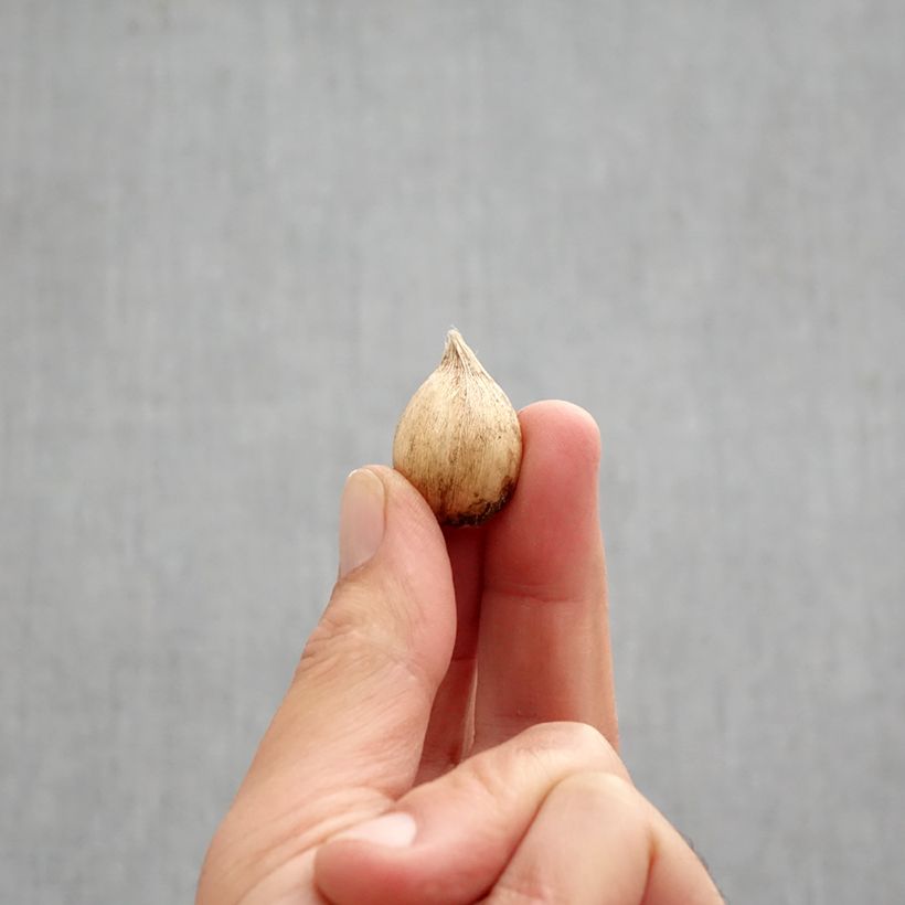 Exemplaar van Iris reticulata Frozen Planet - Netiris Bol kaliber 5+ zoals geleverd in de herfst