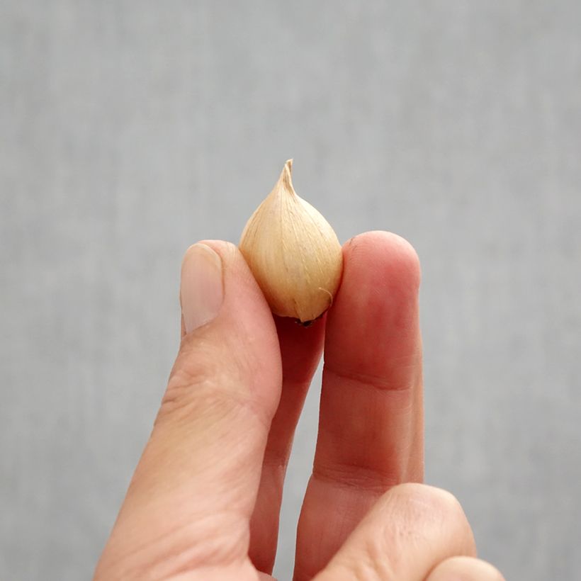 Exemplaar van Iris reticulata Harmony - Netiris Bol kaliber 6+ zoals geleverd in de herfst