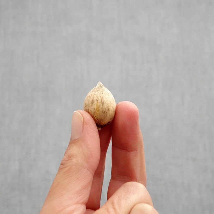 Exemplaar van Iris reticulata Louise - Netiris Bol kaliber 5+ zoals geleverd in de herfst