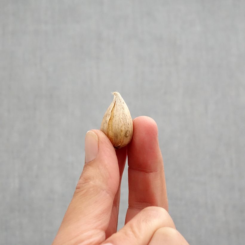 Example of Iris reticulata Natascha Bol size 5+ as you get in automne