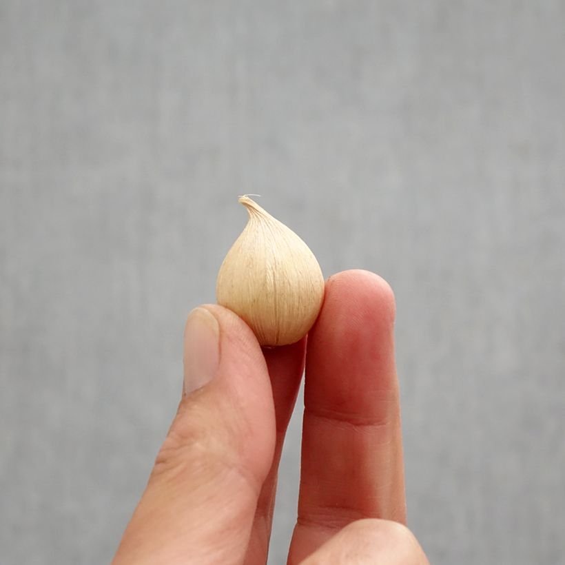 Exemplaar van Iris reticulata Orange Glow - Netiris Bol kaliber 6+ zoals geleverd in de herfst