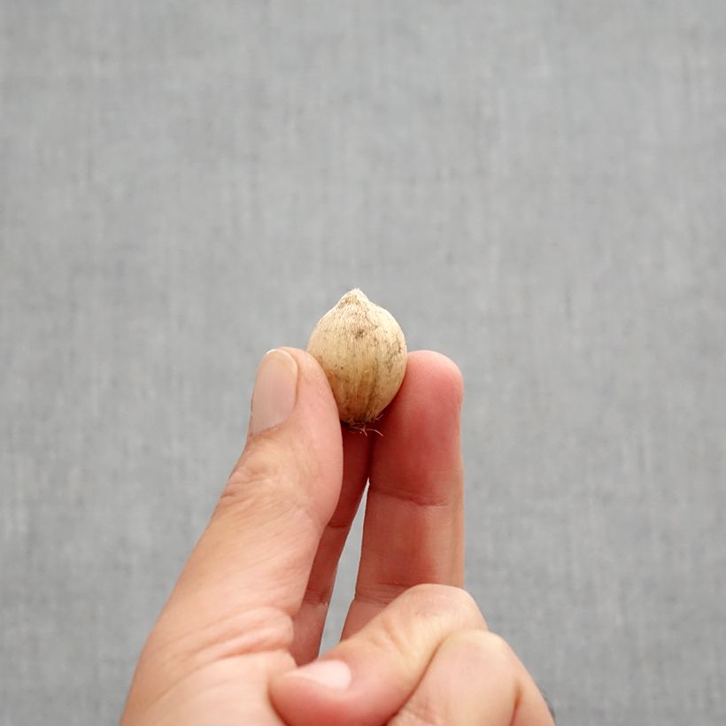 Exemplaar van Iris reticulata Rejoice - Netiris Bol kaliber 5+ zoals geleverd in de herfst