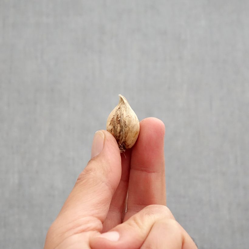 Exemplaar van Iris reticulata Scent Sational - Netiris Bol kaliber 5+ zoals geleverd in de herfst