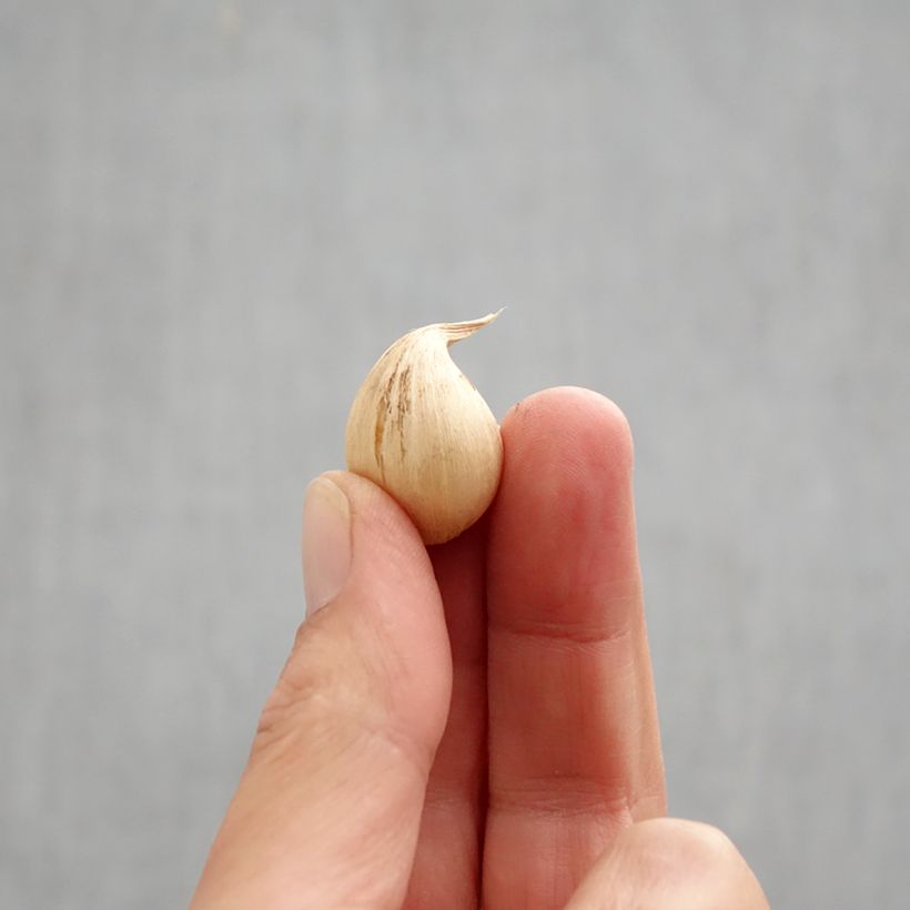 Exemplaar van Iris reticulata Sheila Ann Germaney - Netiris Bol kaliber 6+ zoals geleverd in de herfst