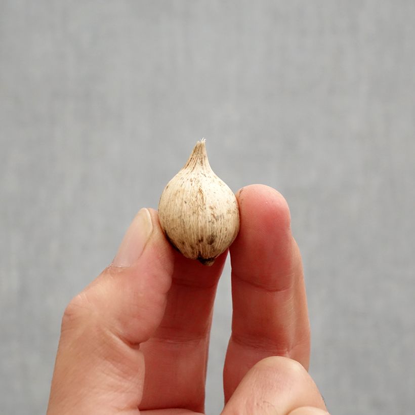 Exemplaar van Iris reticulata Spot On - Netiris Bol kaliber 5+ zoals geleverd in de herfst