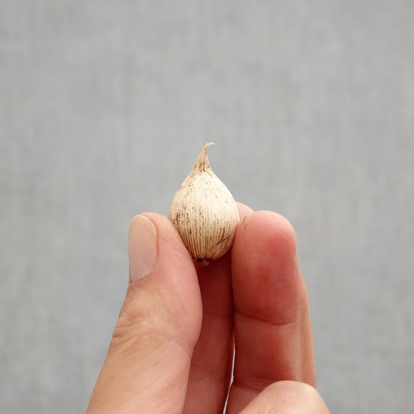 Exemplaar van Iris reticulata White Caucasus - Netiris Bol kaliber 5+ zoals geleverd in de herfst