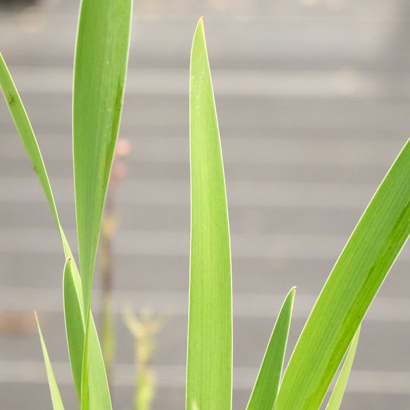 Iris robusta Dark Aura (Blad)