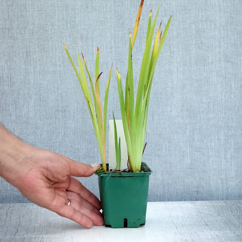 Exemplaar van Iris sibirica Ruffled Velvet - Siberische iris Kweekpotje van 8/9 cm zoals geleverd in de zomer