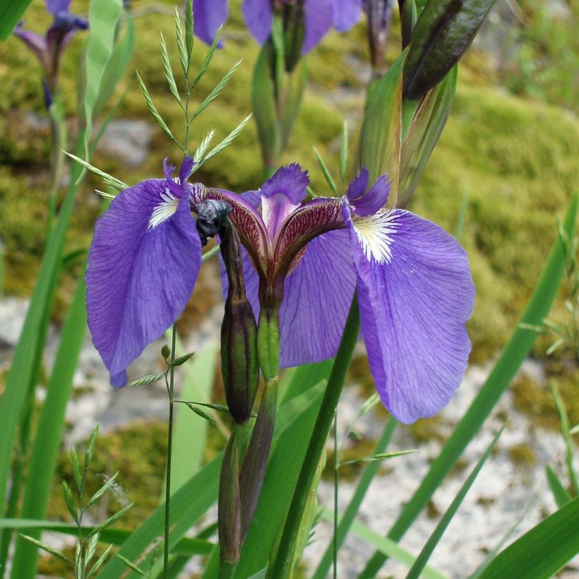 Iris setosa - Borstelige iris (Flowering)