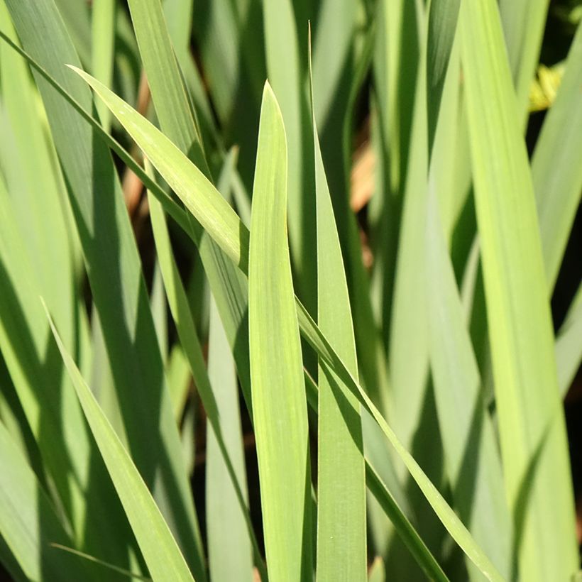 Iris sibirica Bundle of Joy - Siberische iris (Blad)