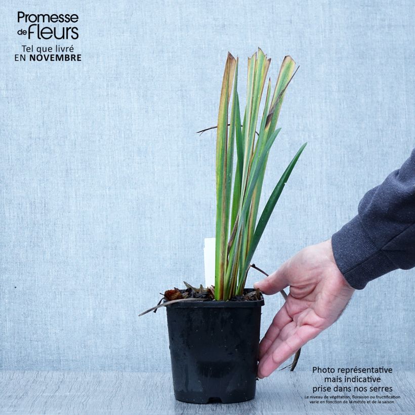 Exemplaar van Iris sibirica Bundle of Joy - Siberische iris Pot van 1,5 l/2 l zoals geleverd in de herfst