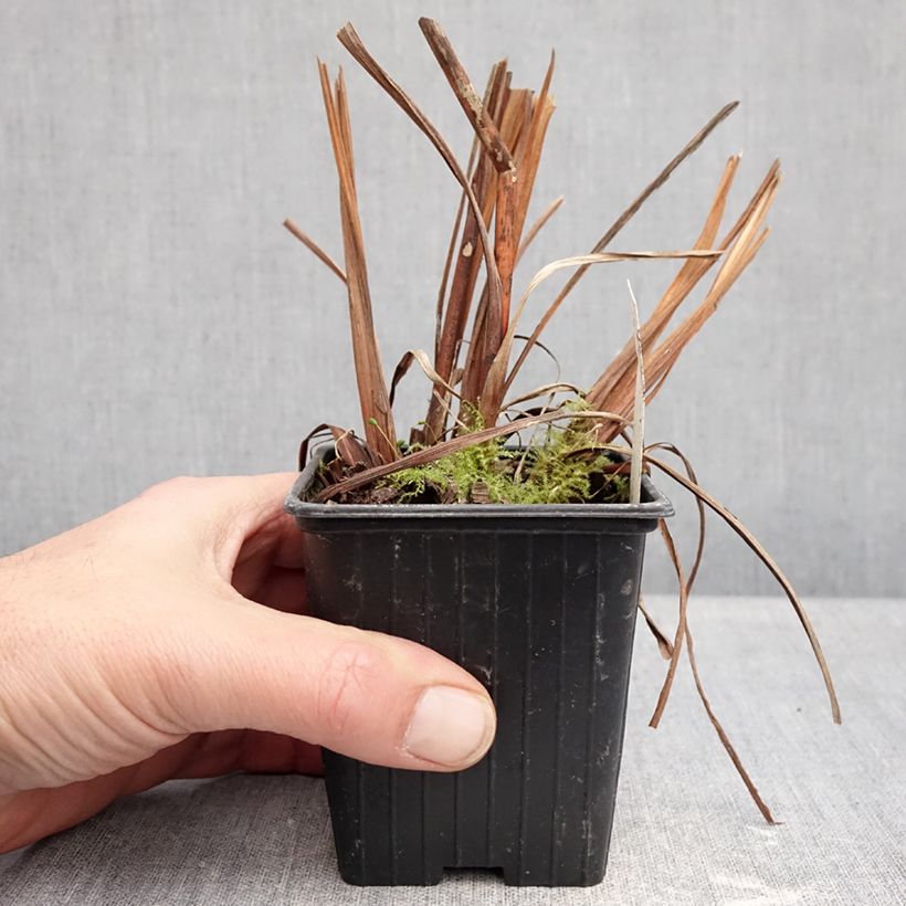 Example of Iris sibirica Chartreuse Bounty - Iris de Sibérie Kweekpotje van 8/9 cm as you get in hiver