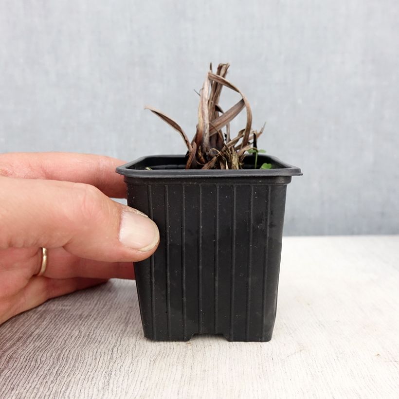 Exemplaar van Iris sibirica Chartreuse Bounty - Siberische iris Kweekpotje van 8/9 cm zoals geleverd in de lente