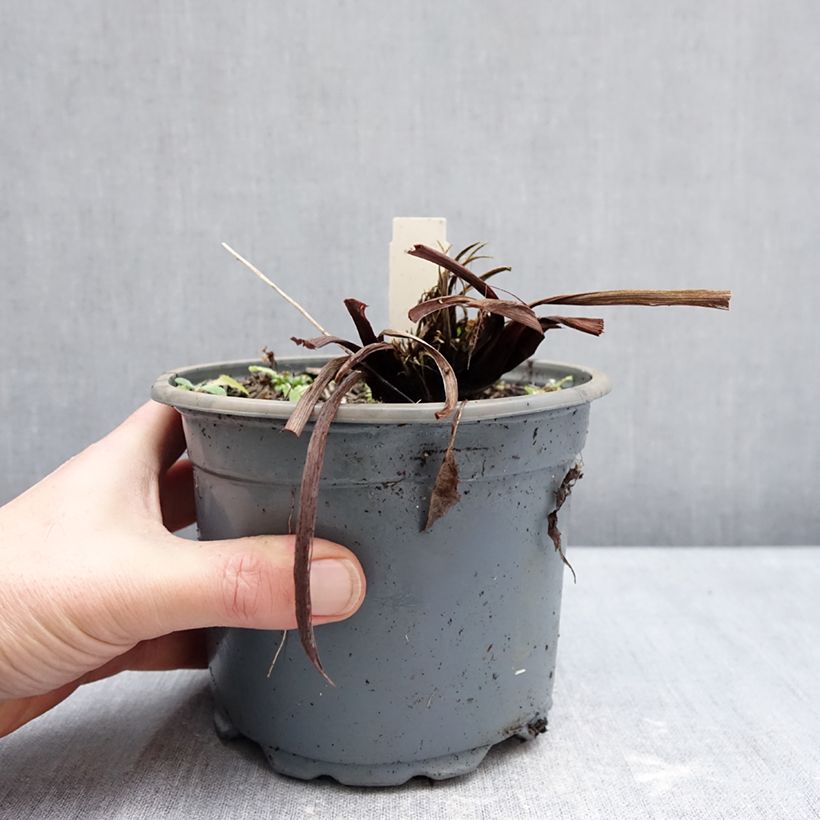 Example of Iris sibirica Colonel Mustard - Iris de Sibérie Pot van 2 l/3 l as you get in hiver