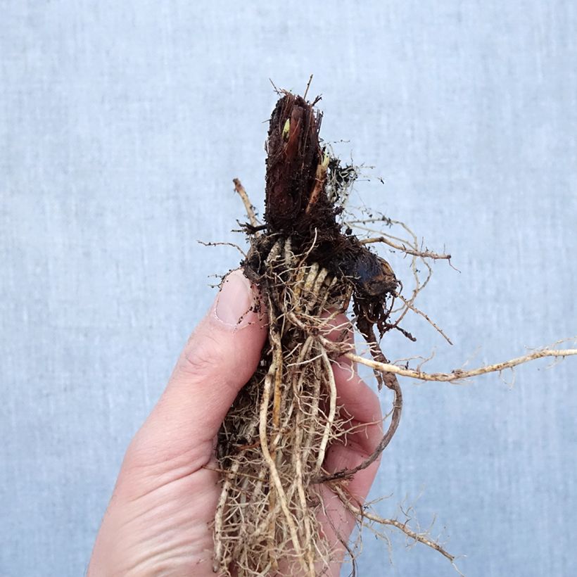 Example of Iris sibirica Colonel Mustard - Iris de Sibérie Naakte wortel as you get in hiver