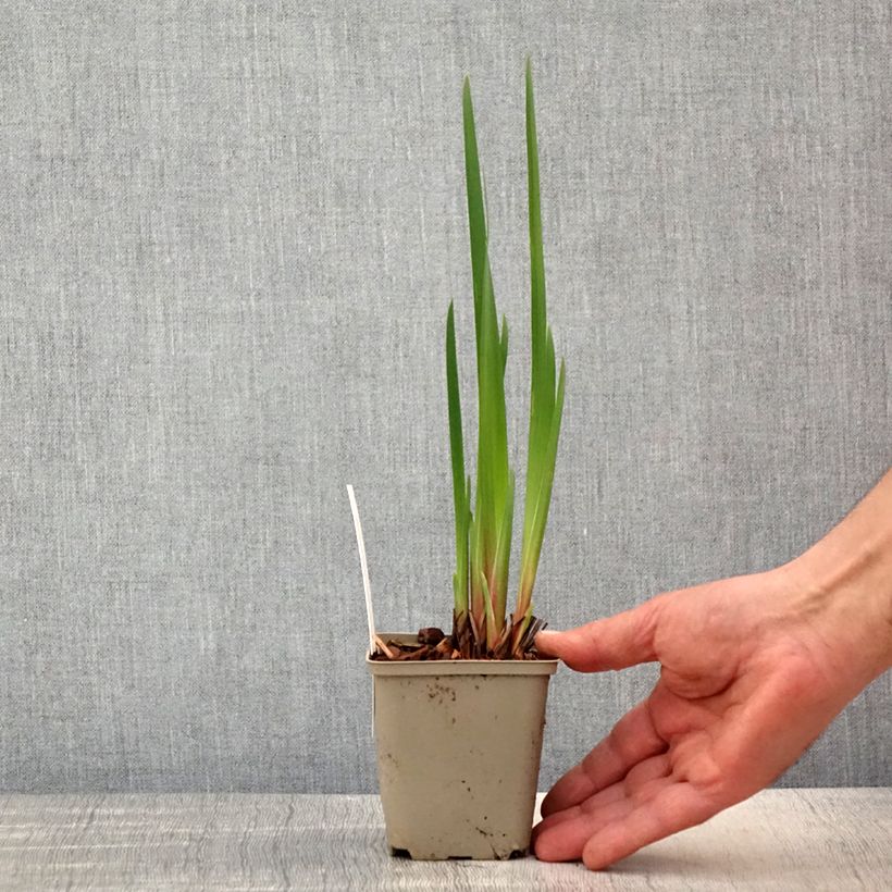 Exemplaar van Iris sibirica Concord Crush - Siberische iris Kweekpotje van 8/9 cm zoals geleverd in de lente