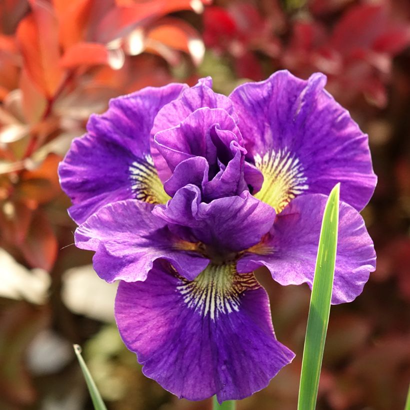 Iris sibirica Concord Crush - Siberische iris (Bloei)