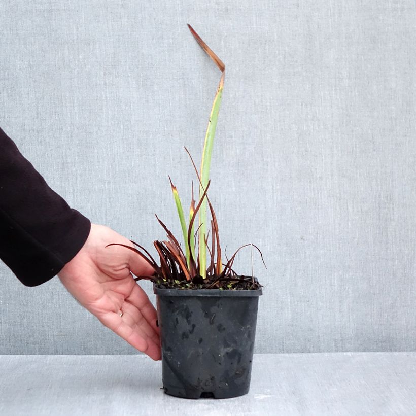 Exemplaar van Iris sibirica Concord Crush - Siberische iris Pot van 1,5 l/2 l zoals geleverd in de herfst