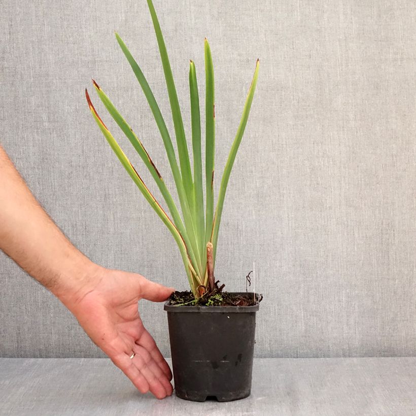 Exemplaar van Iris sibirica Concord Crush - Siberische iris Pot van 1,5 l/2 l zoals geleverd in de zomer
