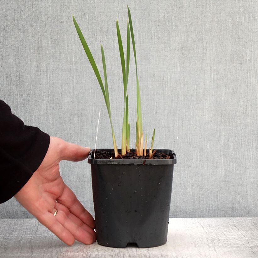 Exemplaar van Iris sibirica Concord Crush - Siberische iris Pot van 1,5 l/2 l zoals geleverd in de lente