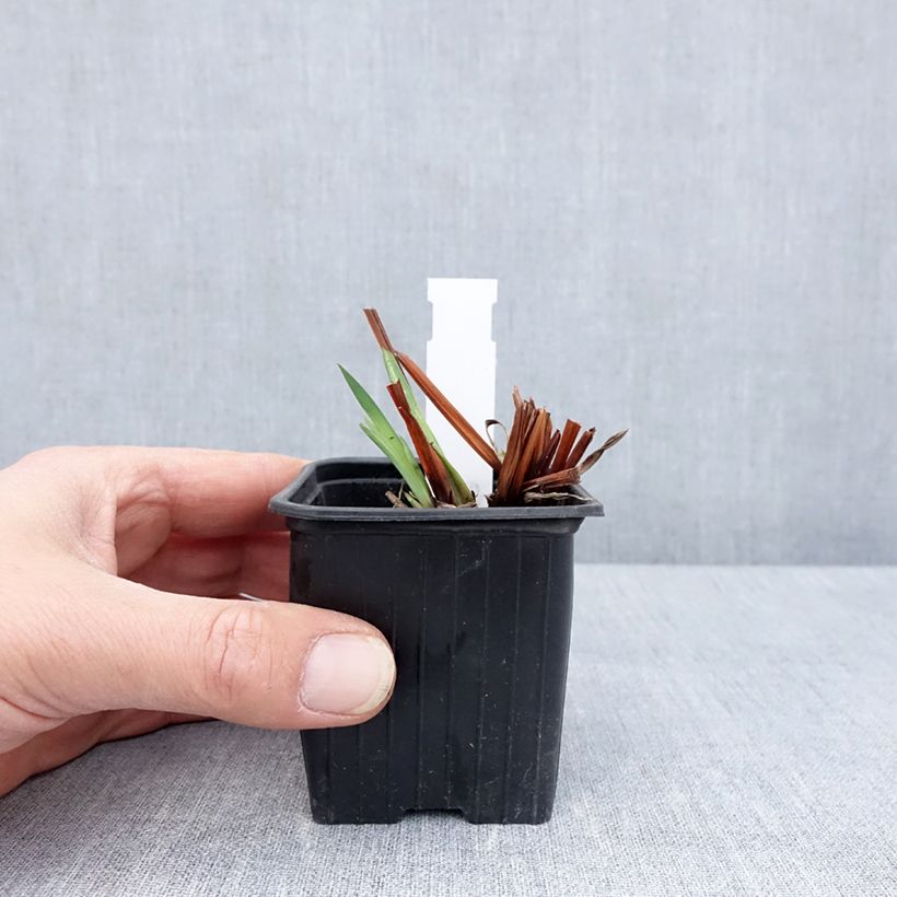 Exemplaar van Iris sibirica Cool Spring - Siberische iris Kweekpotje van 8/9 cm zoals geleverd in de lente