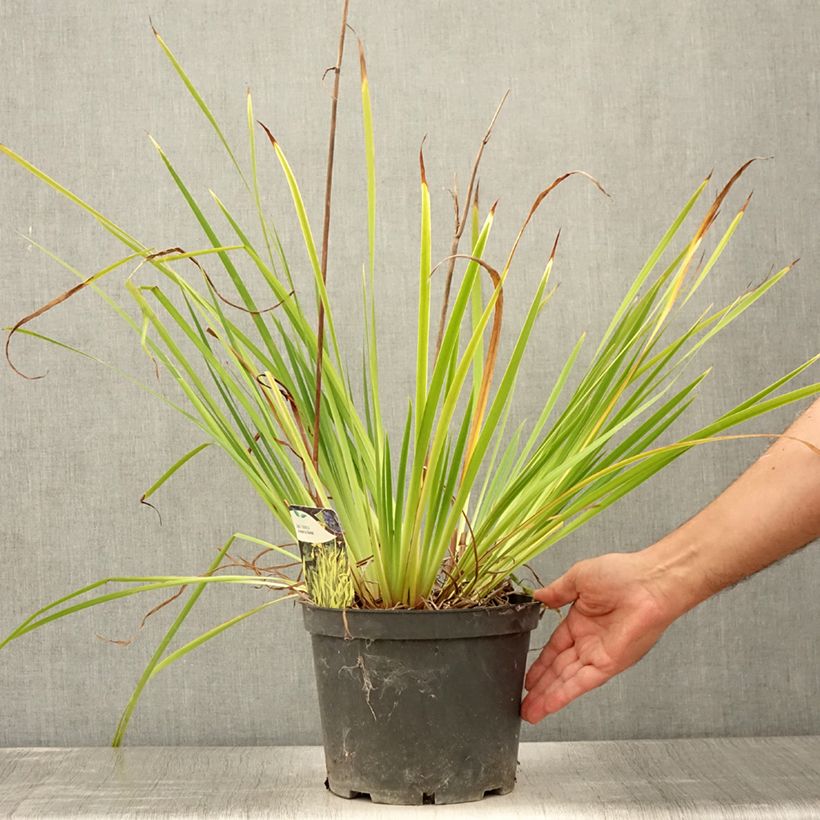 Exemplaar van Iris sibirica Fran's gold - Siberische iris Pot van 2 l/3 l zoals geleverd in de zomer