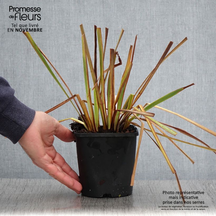 Exemplaar van Iris sibirica Imperial Opal - Siberische iris Pot van 1,5 l/2 l zoals geleverd in de herfst
