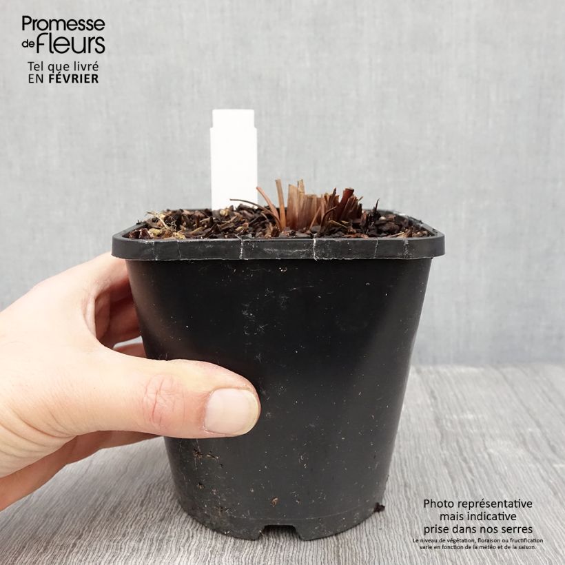 Example of Iris sibirica Imperial Opal - Siberische iris Pot van 1,5 l/2 l as you get in hiver